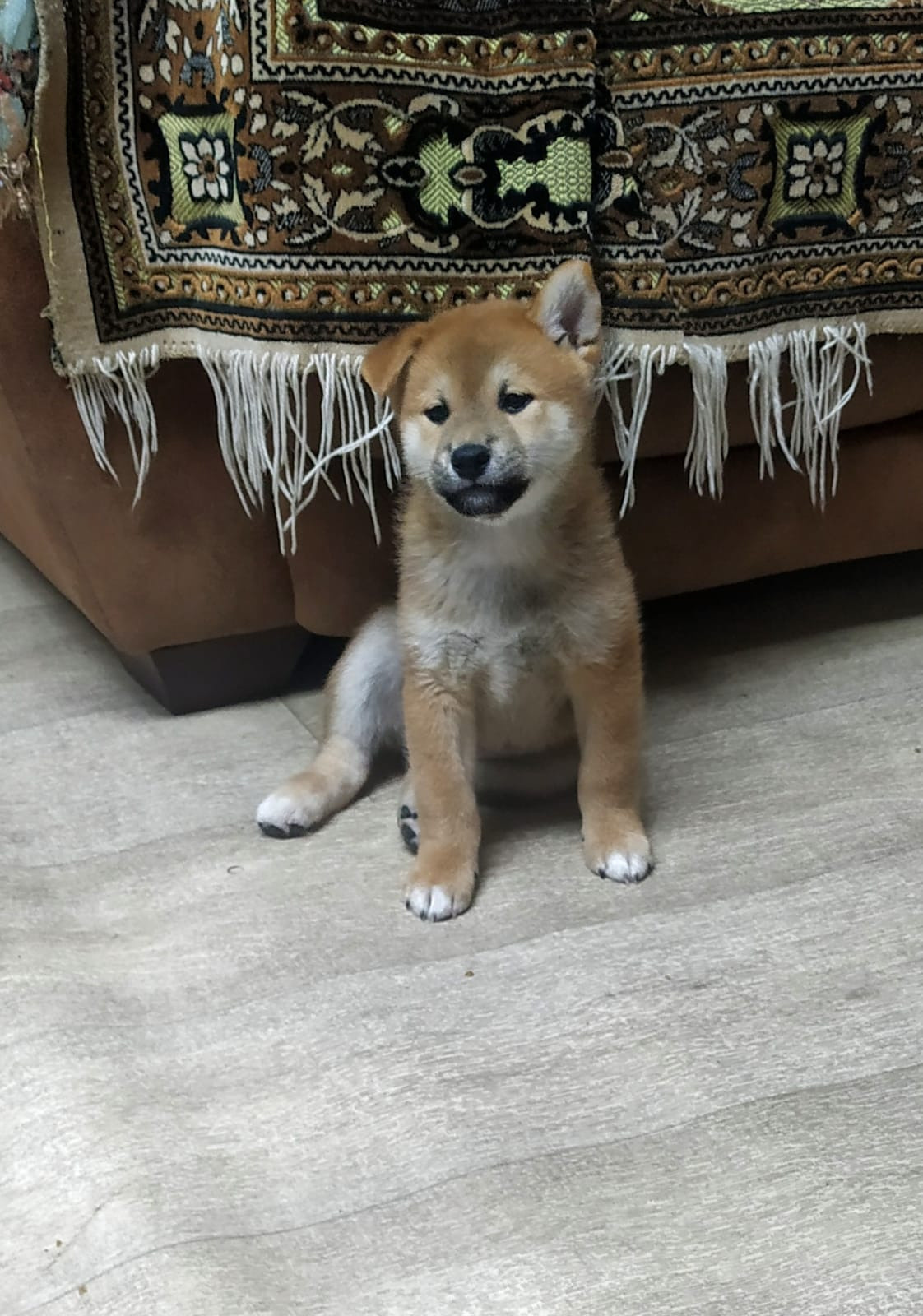 Сиба    Ганжи * Yuzhyy Solnechnyy Pes Ganji 