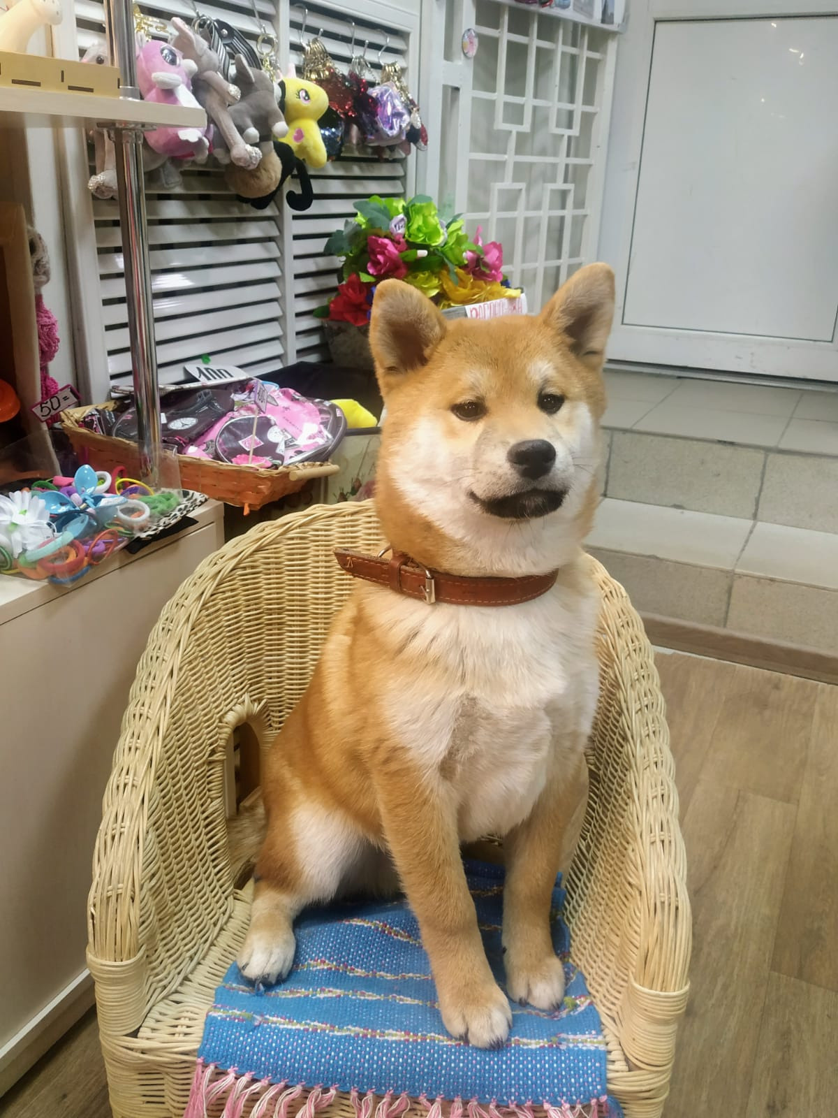 Сиба    Ганжи * Yuzhyy Solnechnyy Pes Ganji 