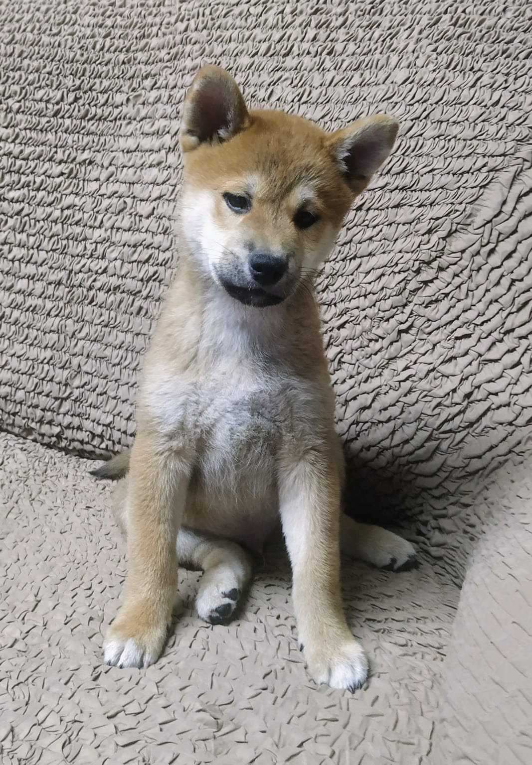 Сиба    Ганжи * Yuzhyy Solnechnyy Pes Ganji 