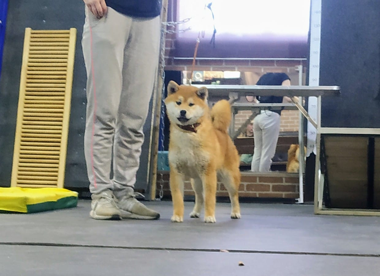 Сиба    Ганжи * Yuzhyy Solnechnyy Pes Ganji 