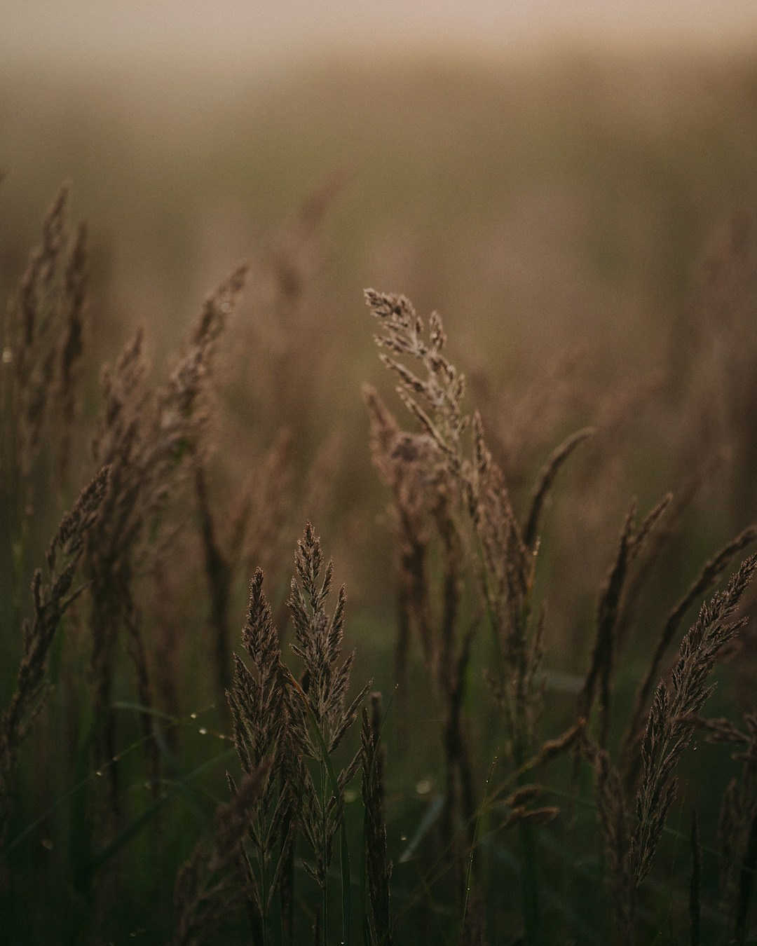 Рина и Марси. Фотограф анималист в Москве и Санкт-Петербурге Свиридова Анна