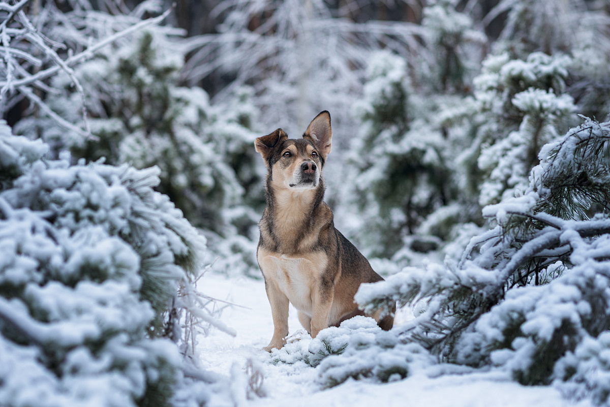 Метис, собака, дворняга, фотография, милота. Фотограф-анималист Крутиков Евгений