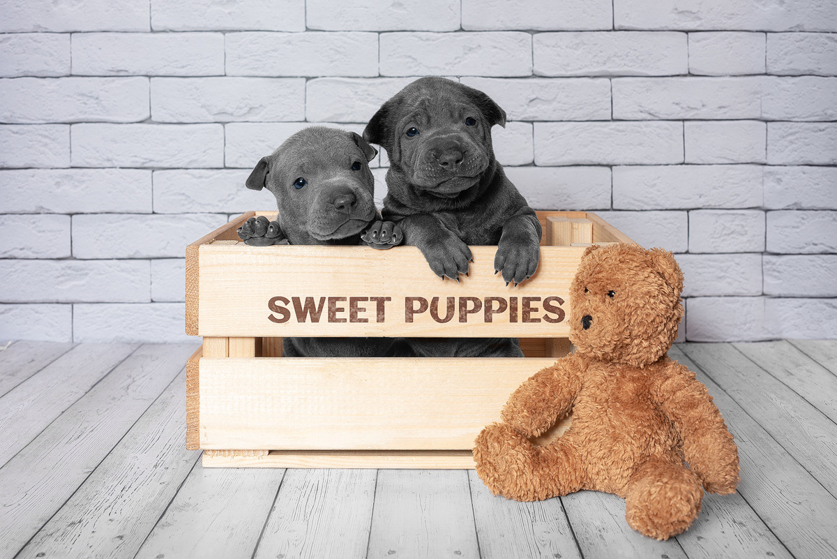 Щенки, милота, собака, собаки, фотография. Фотограф-анималист Крутиков Евгений