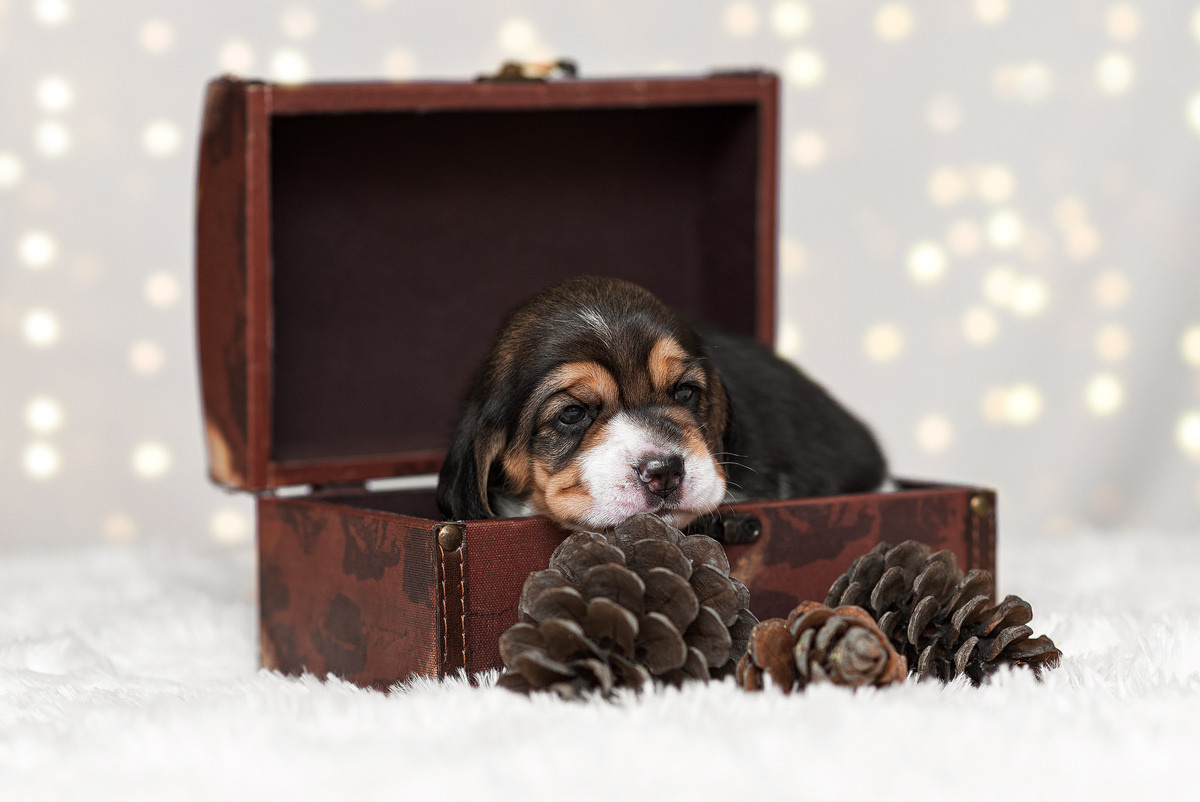 Бигль, собака, щенок, щенки, фотография. Фотограф-анималист Крутиков Евгений