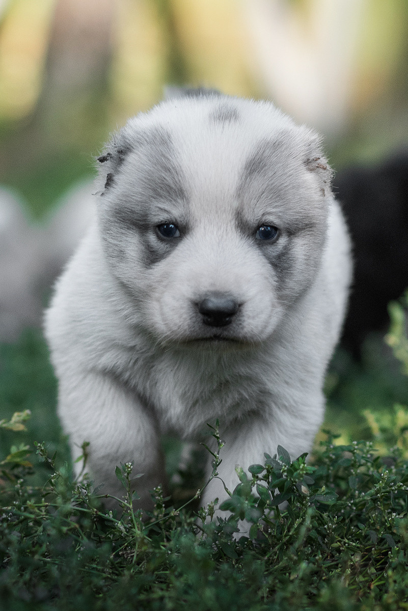 Щенки, милота, собака, собаки, фотография. Фотограф-анималист Крутиков Евгений