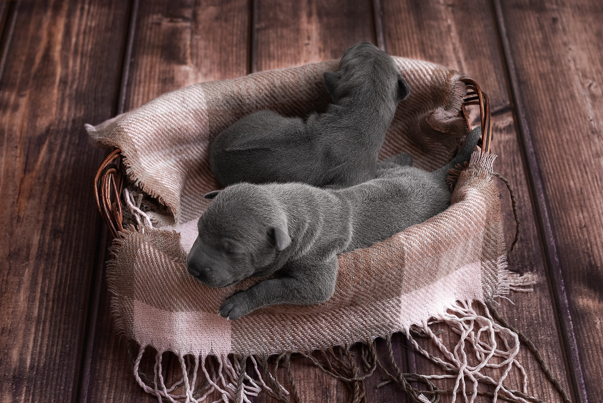 Щенки, милота, собака, собаки, фотография. Фотограф-анималист Крутиков Евгений