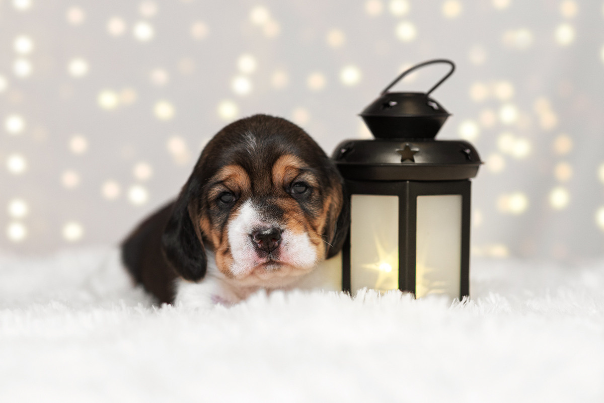 Бигль, собака, щенок, щенки, фотография. Фотограф-анималист Крутиков Евгений