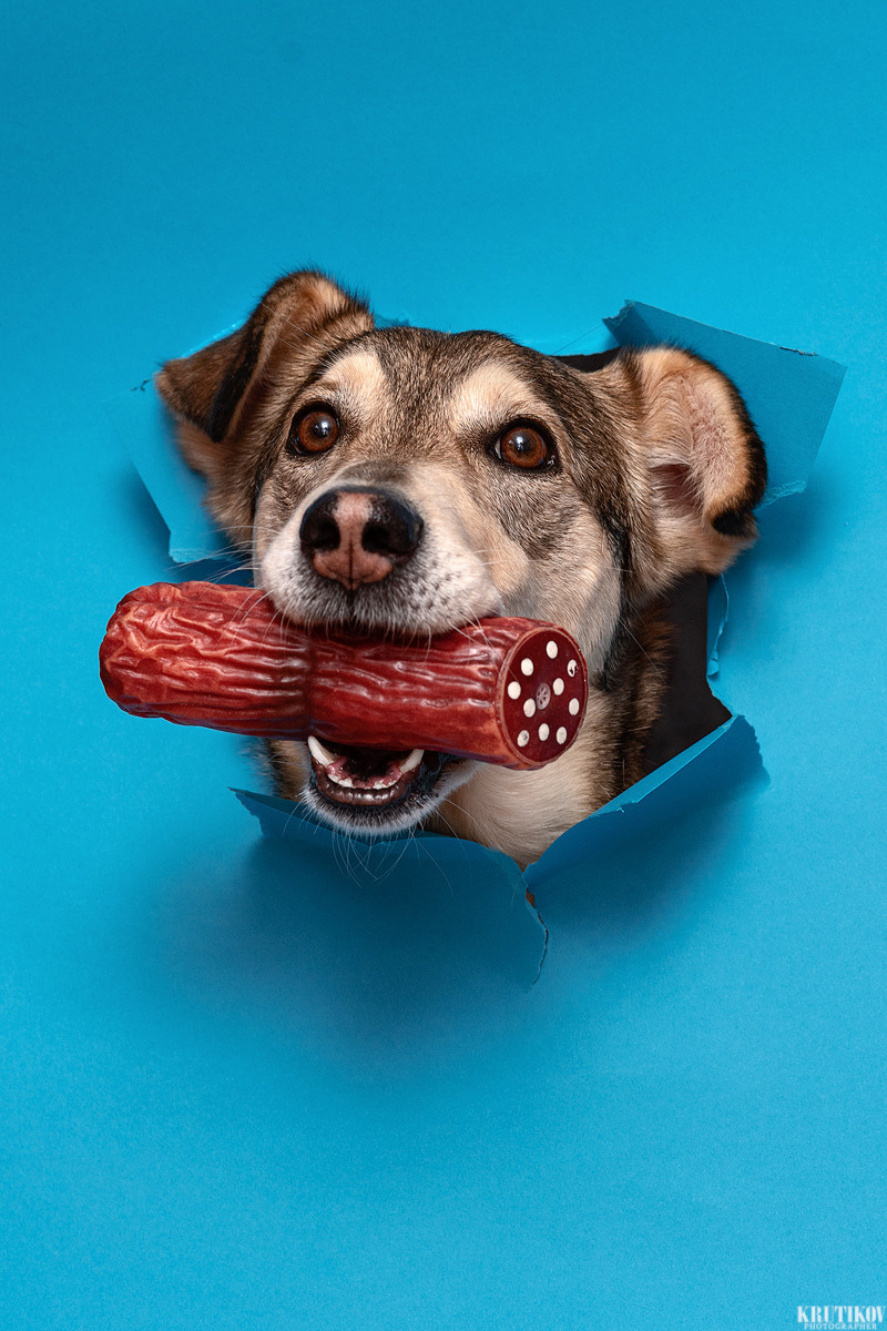 Метис, собака, дворняга, фотография, милота. Фотограф-анималист Крутиков Евгений