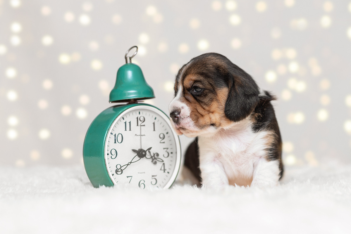 Бигль, собака, щенок, щенки, фотография. Фотограф-анималист Крутиков Евгений