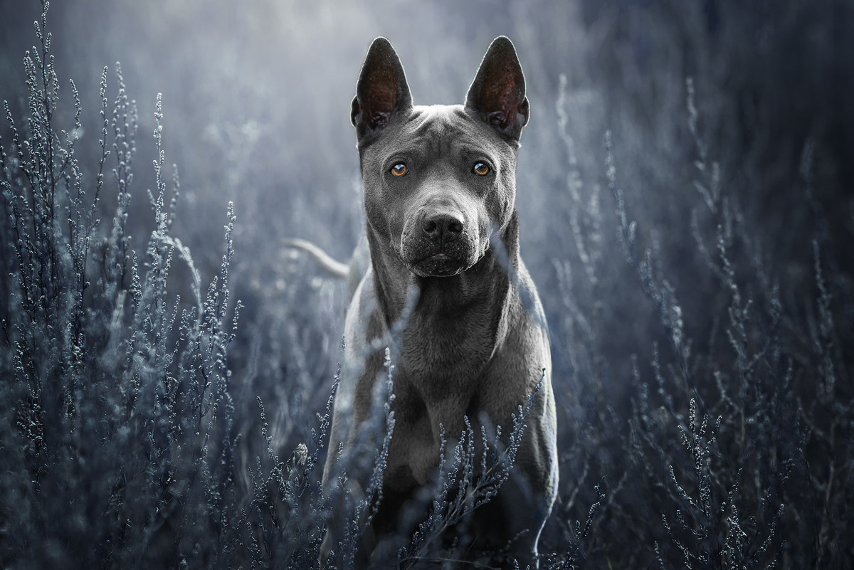 Фотограф-анималист Крутиков Евгений