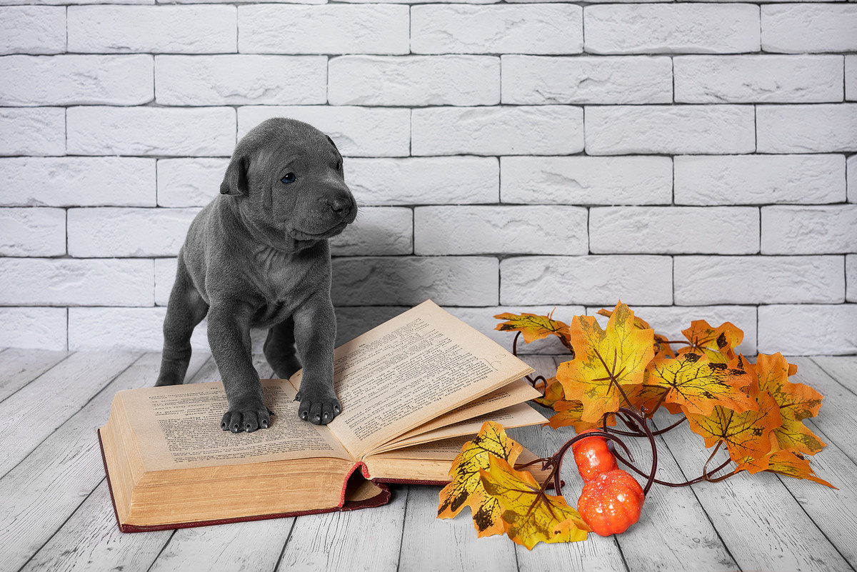 Щенки, милота, собака, собаки, фотография. Фотограф-анималист Крутиков Евгений