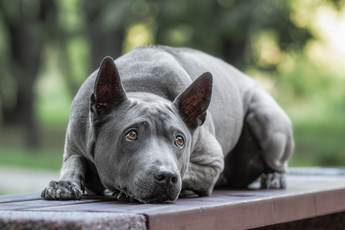 Тайский риджбек, риджбек, собака, голубая собака, фотография. Фотограф-анималист Крутиков Евгений