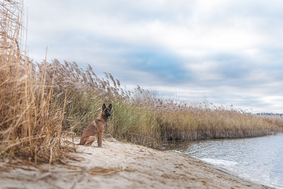 Анастасия и Зена. Фотограф-анималист Крутиков Евгений