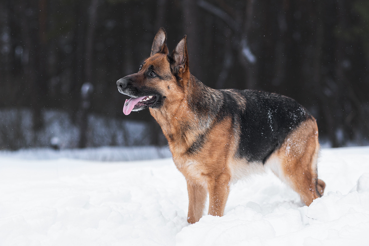 Овчарка, собака, зима, фотография, порода. Фотограф-анималист Крутиков Евгений