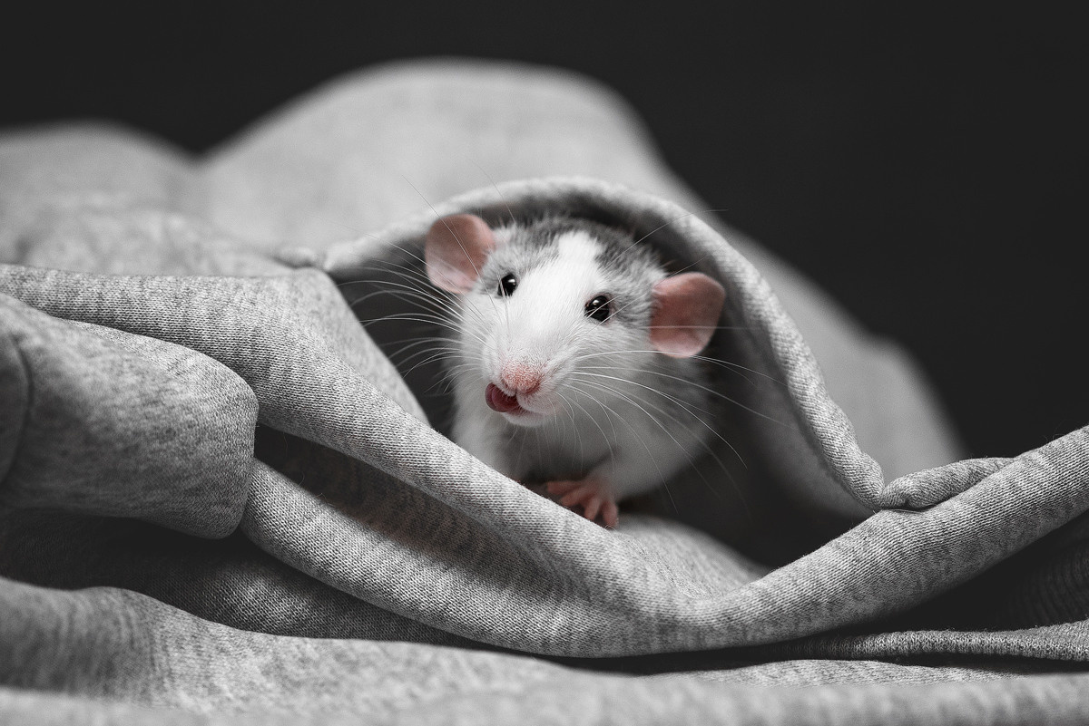 Фотограф-анималист Крутиков Евгений