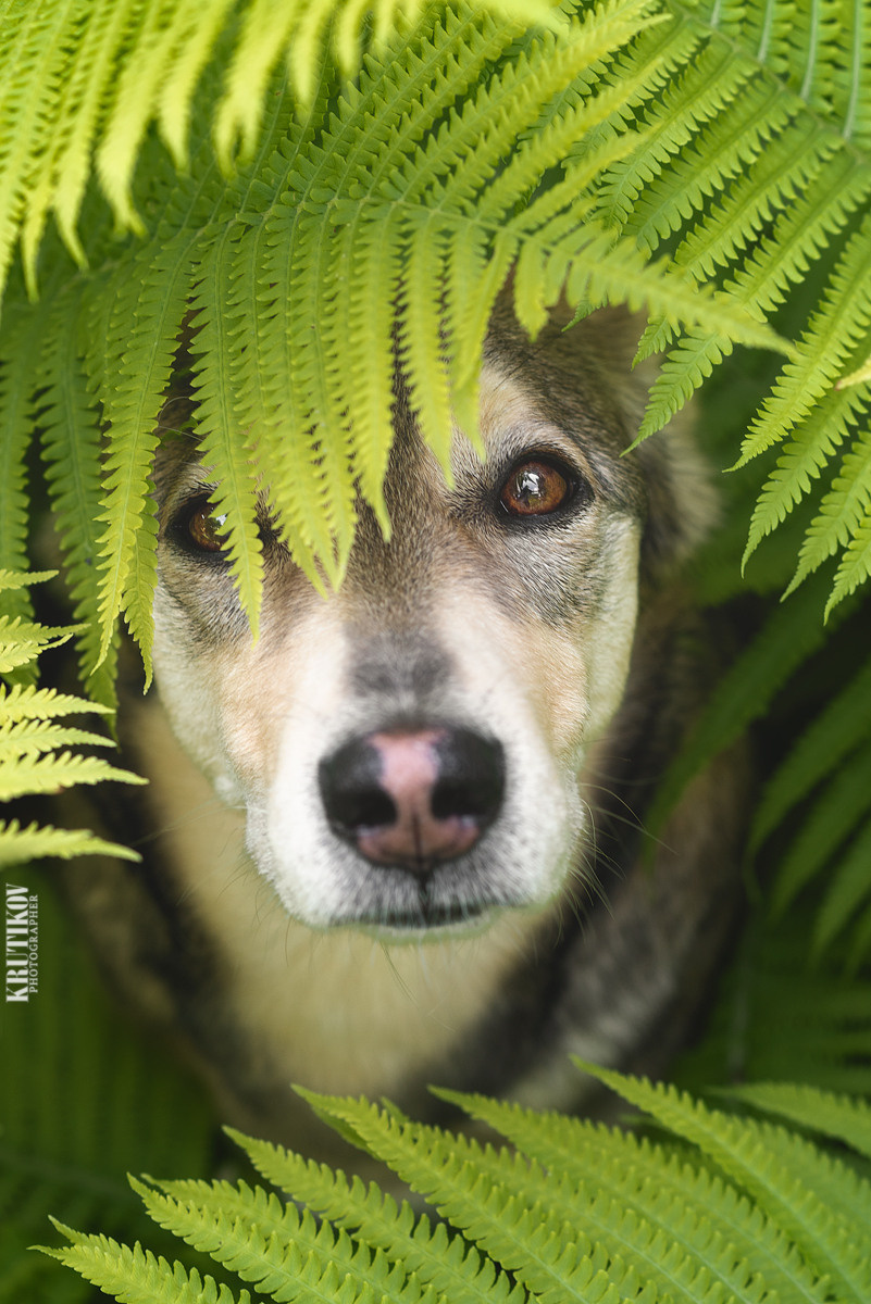 Метис, собака, дворняга, фотография, милота. Фотограф-анималист Крутиков Евгений