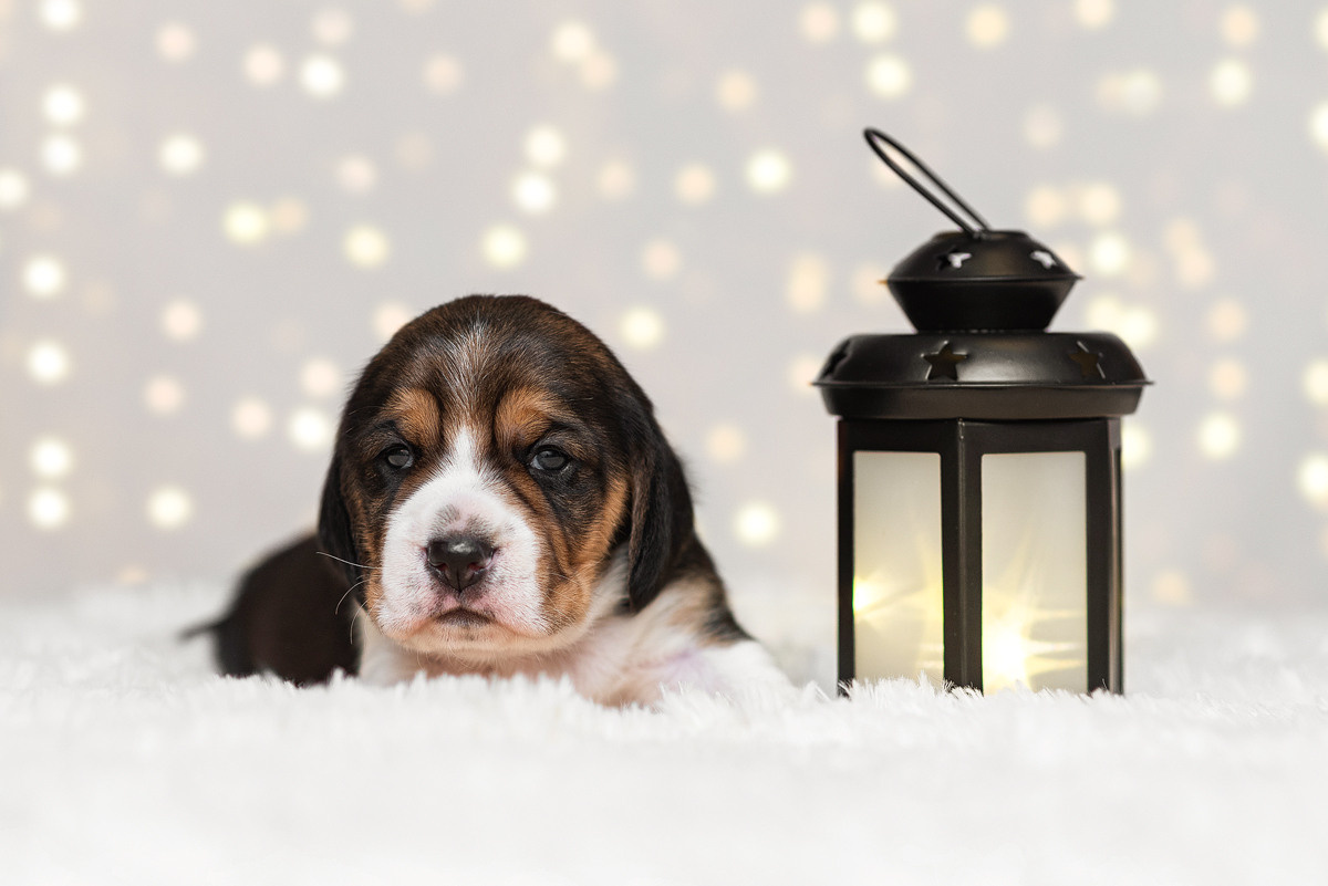 Бигль, собака, щенок, щенки, фотография. Фотограф-анималист Крутиков Евгений