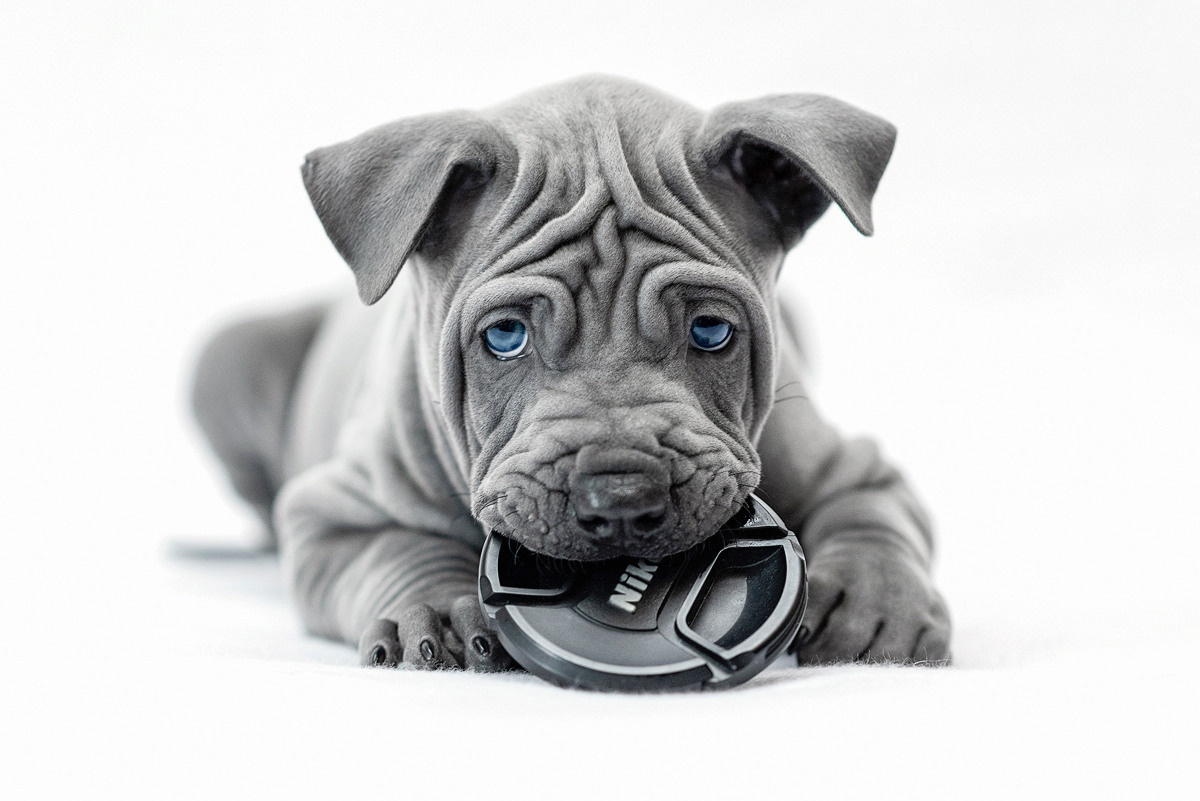 Щенки, милота, собака, собаки, фотография. Фотограф-анималист Крутиков Евгений