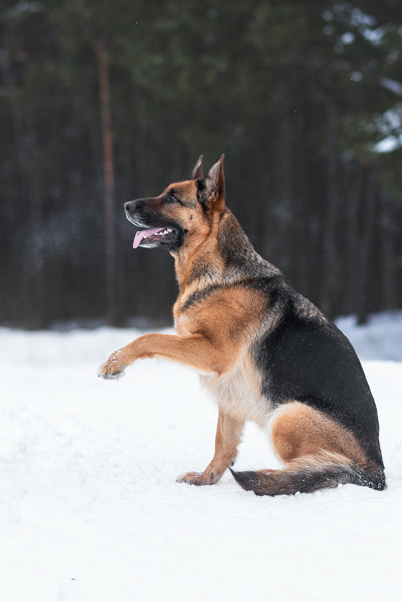 Овчарка, собака, зима, фотография, порода. Фотограф-анималист Крутиков Евгений