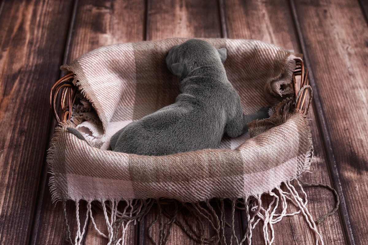 Щенки, милота, собака, собаки, фотография. Фотограф-анималист Крутиков Евгений