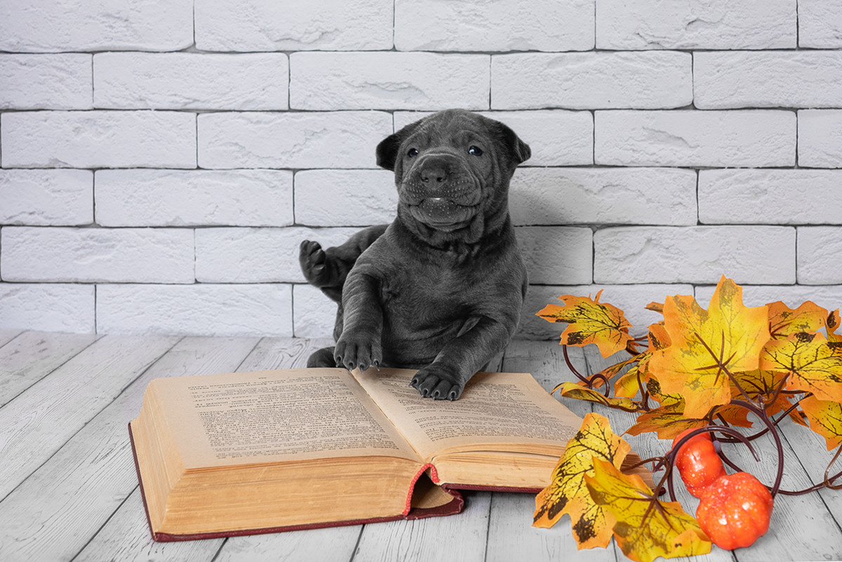 Щенки, милота, собака, собаки, фотография. Фотограф-анималист Крутиков Евгений