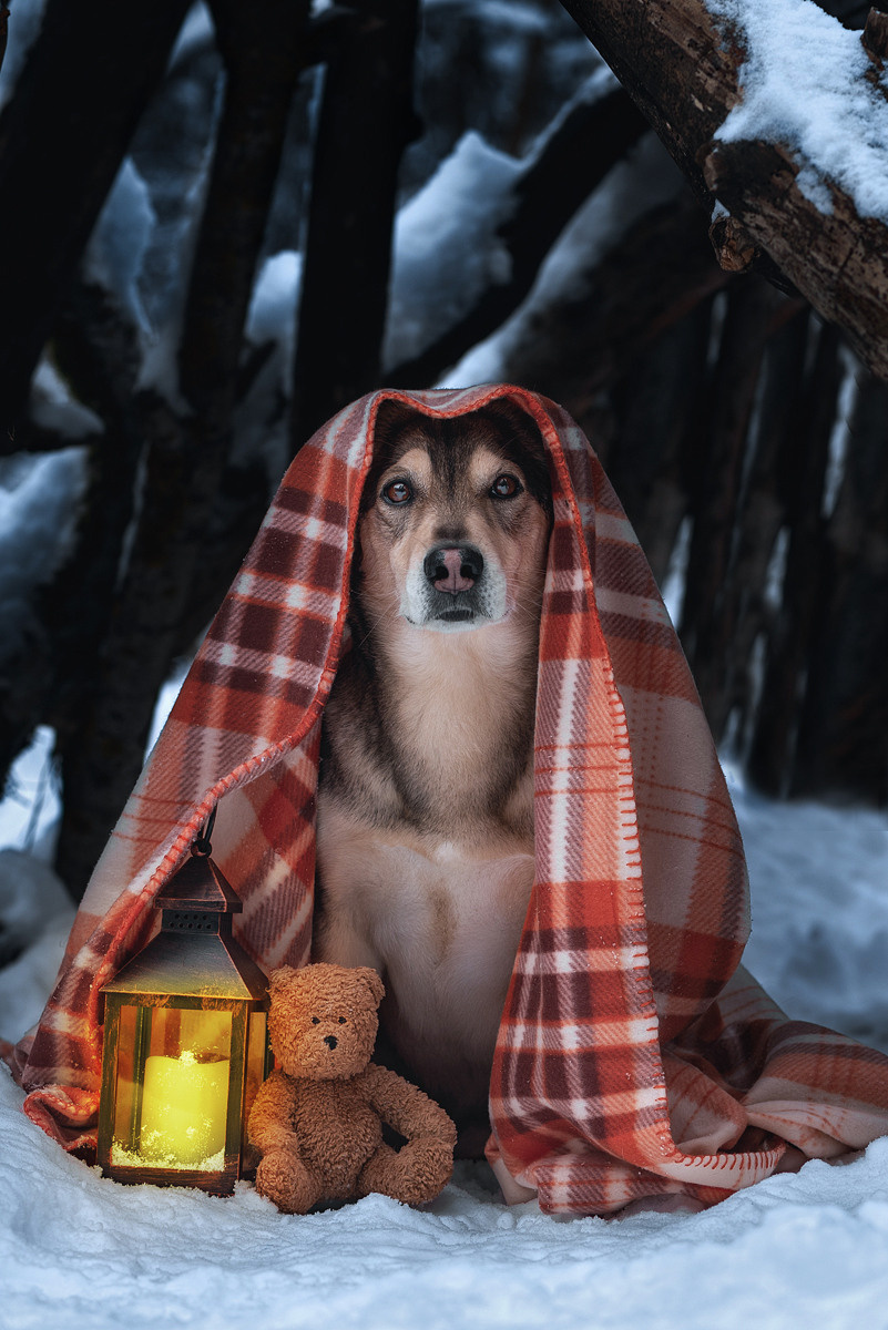 Метис, собака, дворняга, фотография, милота. Фотограф-анималист Крутиков Евгений