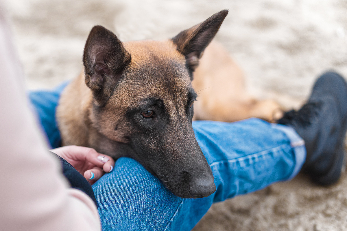 Анастасия и Зена. Фотограф-анималист Крутиков Евгений