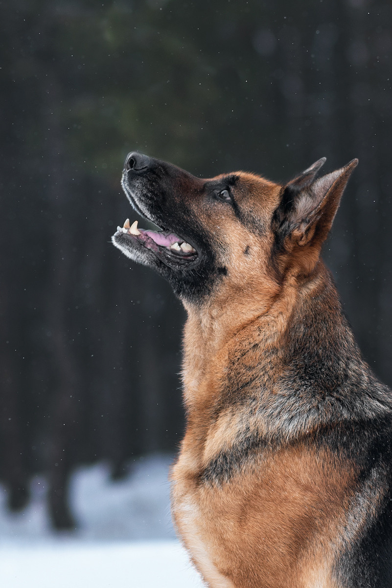 Овчарка, собака, зима, фотография, порода. Фотограф-анималист Крутиков Евгений