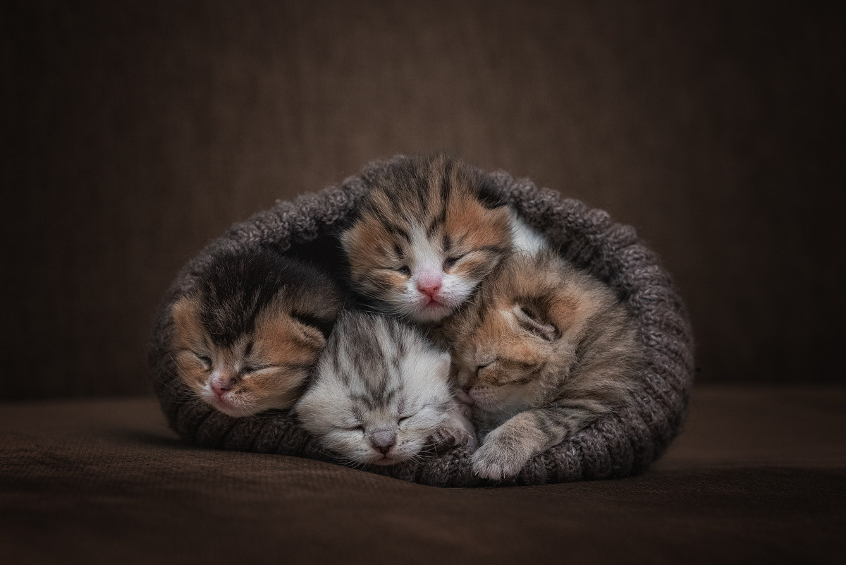 Фотограф-анималист Крутиков Евгений