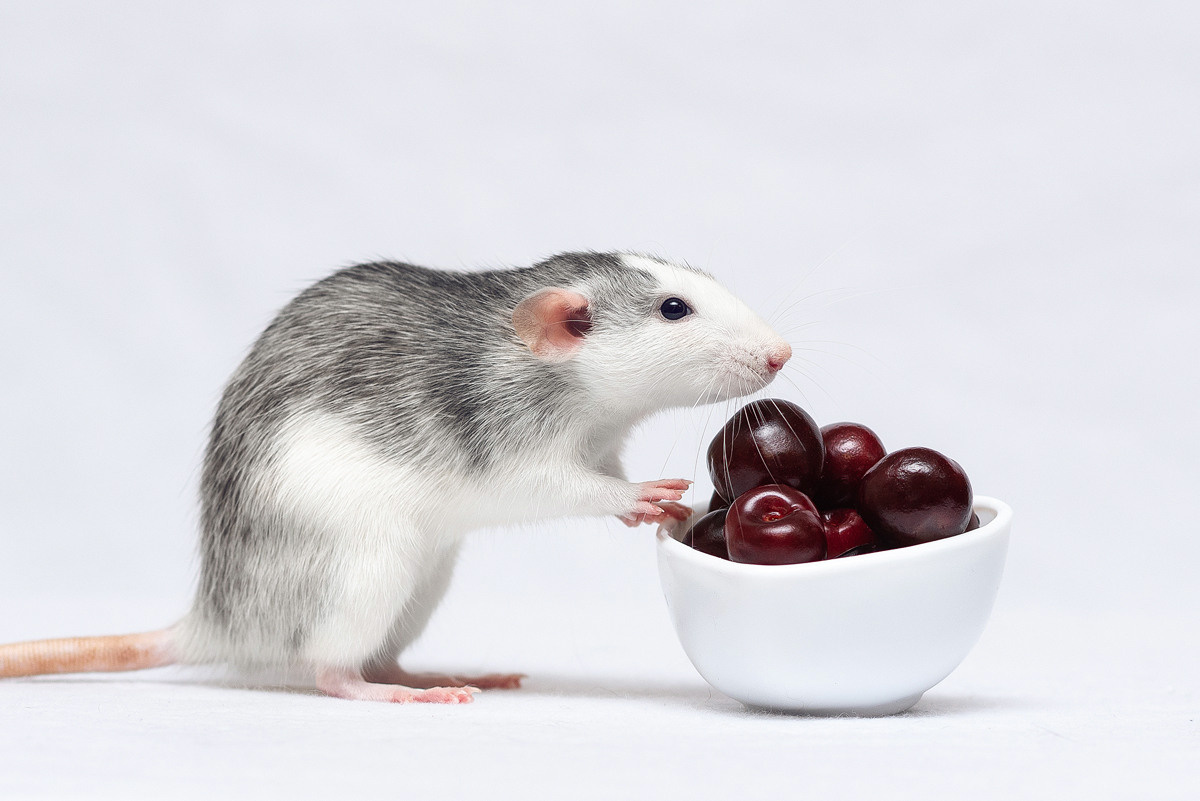 Декоративные крысы, крысы, грызуны, фотография, дамбо. Фотограф-анималист Крутиков Евгений