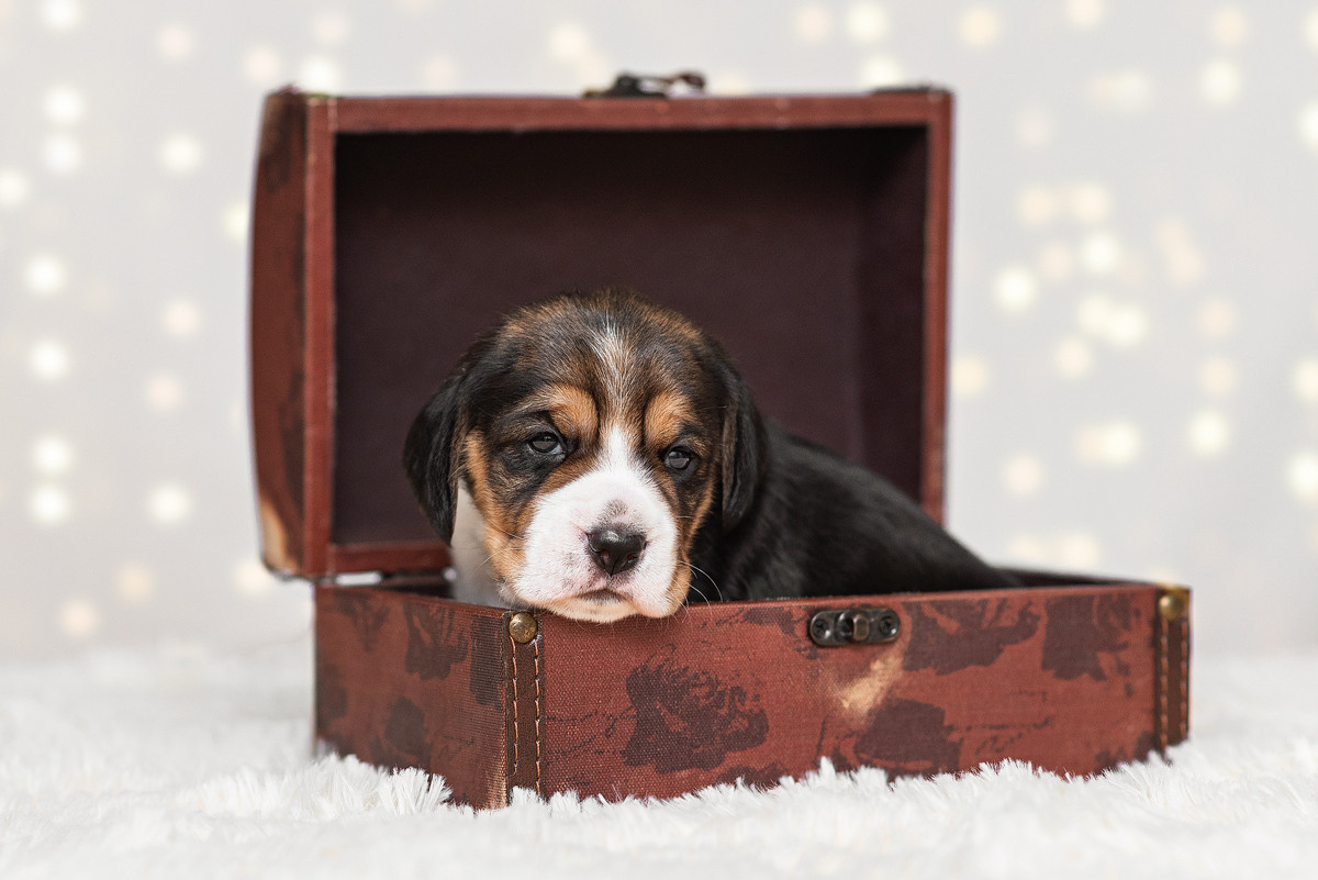 Бигль, собака, щенок, щенки, фотография. Фотограф-анималист Крутиков Евгений