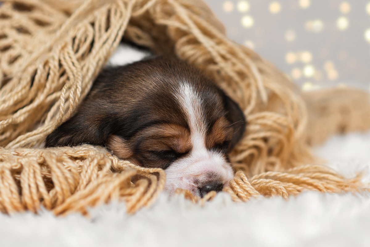 Бигль, собака, щенок, щенки, фотография. Фотограф-анималист Крутиков Евгений