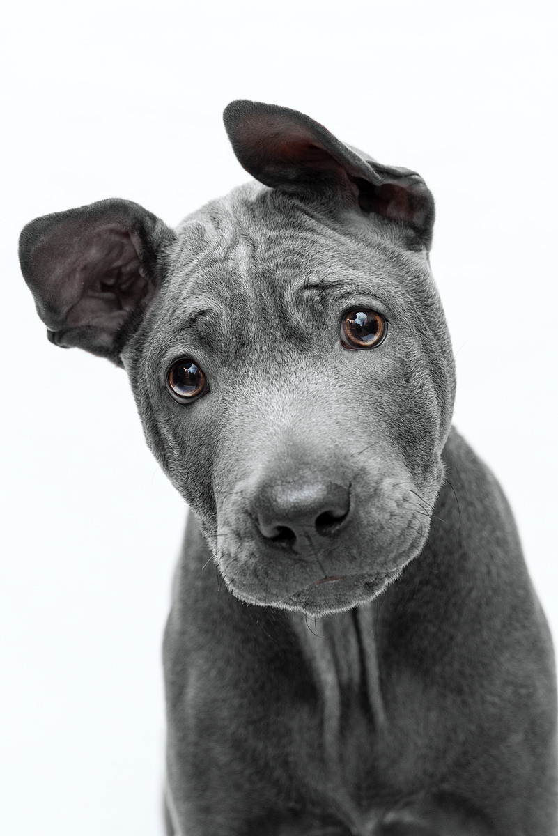 Щенки, милота, собака, собаки, фотография. Фотограф-анималист Крутиков Евгений