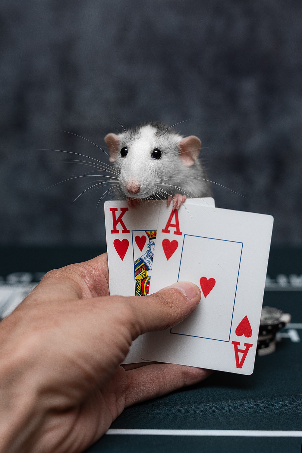 Декоративные крысы, крысы, грызуны, фотография, дамбо. Фотограф-анималист Крутиков Евгений