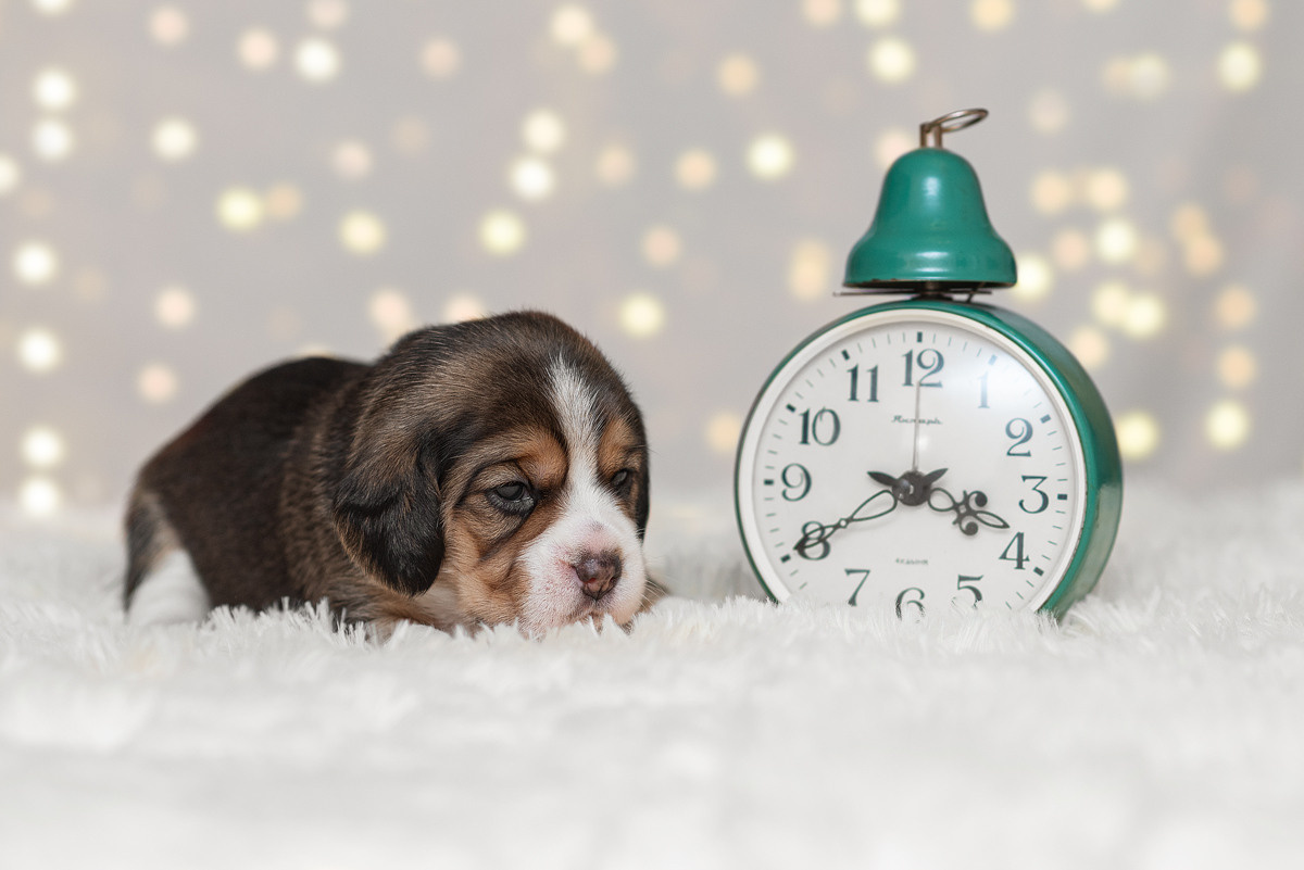 Бигль, собака, щенок, щенки, фотография. Фотограф-анималист Крутиков Евгений