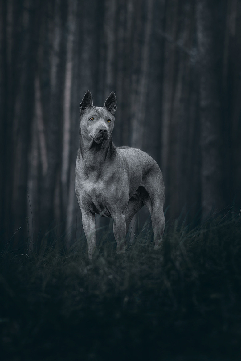 Тайский риджбек, риджбек, собака, голубая собака, фотография. Фотограф-анималист Крутиков Евгений