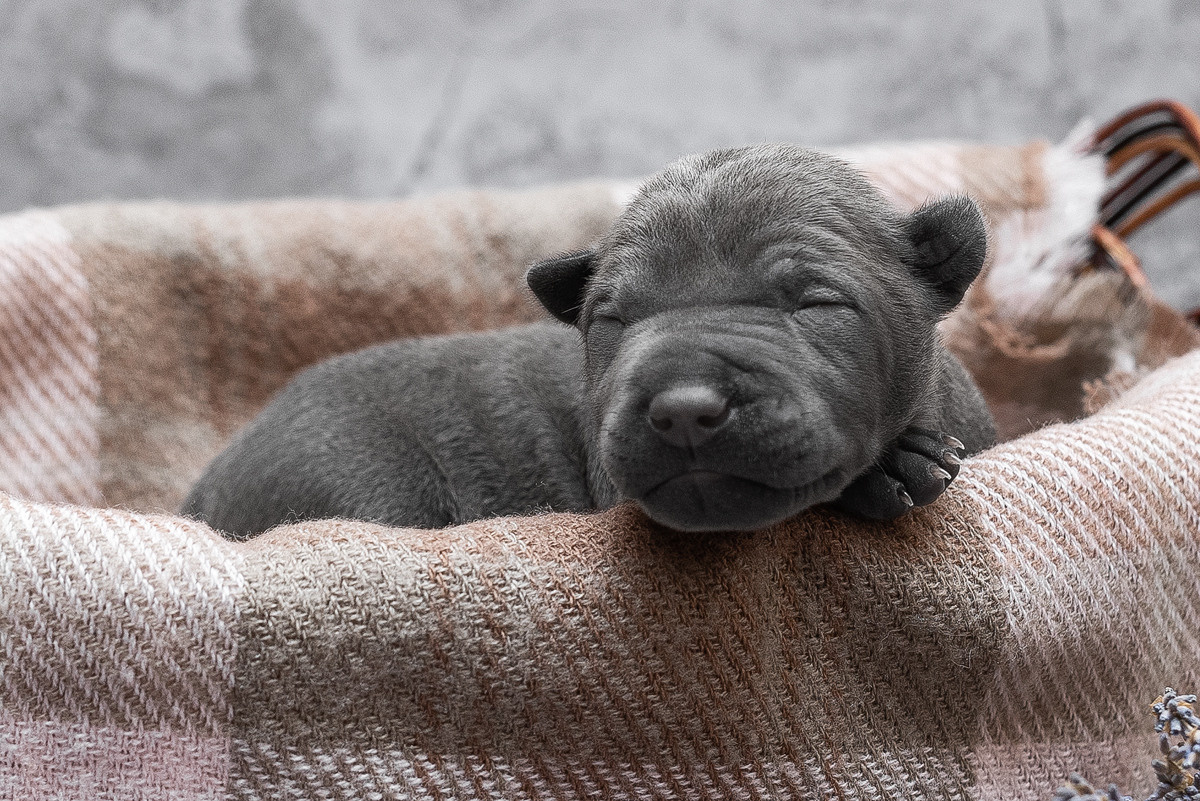 Щенки, милота, собака, собаки, фотография. Фотограф-анималист Крутиков Евгений