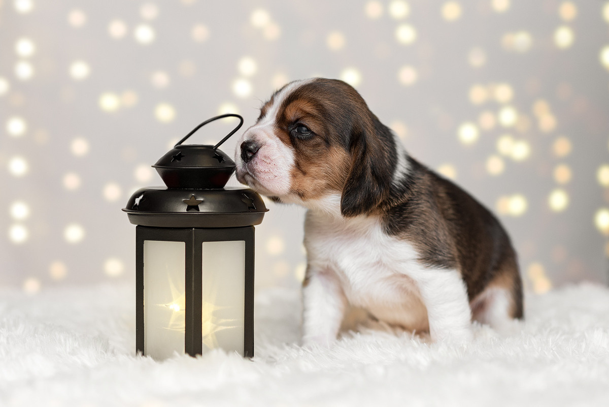 Бигль, собака, щенок, щенки, фотография. Фотограф-анималист Крутиков Евгений