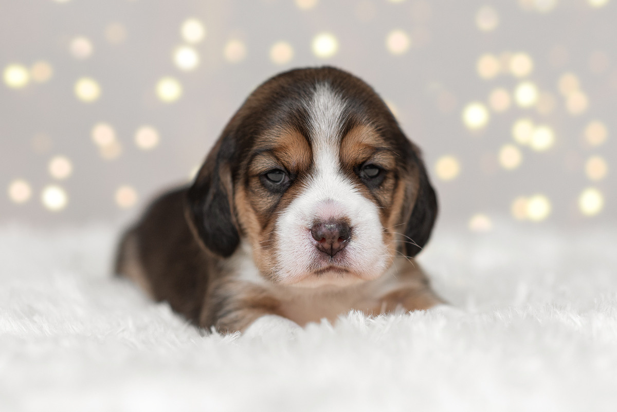 Бигль, собака, щенок, щенки, фотография. Фотограф-анималист Крутиков Евгений