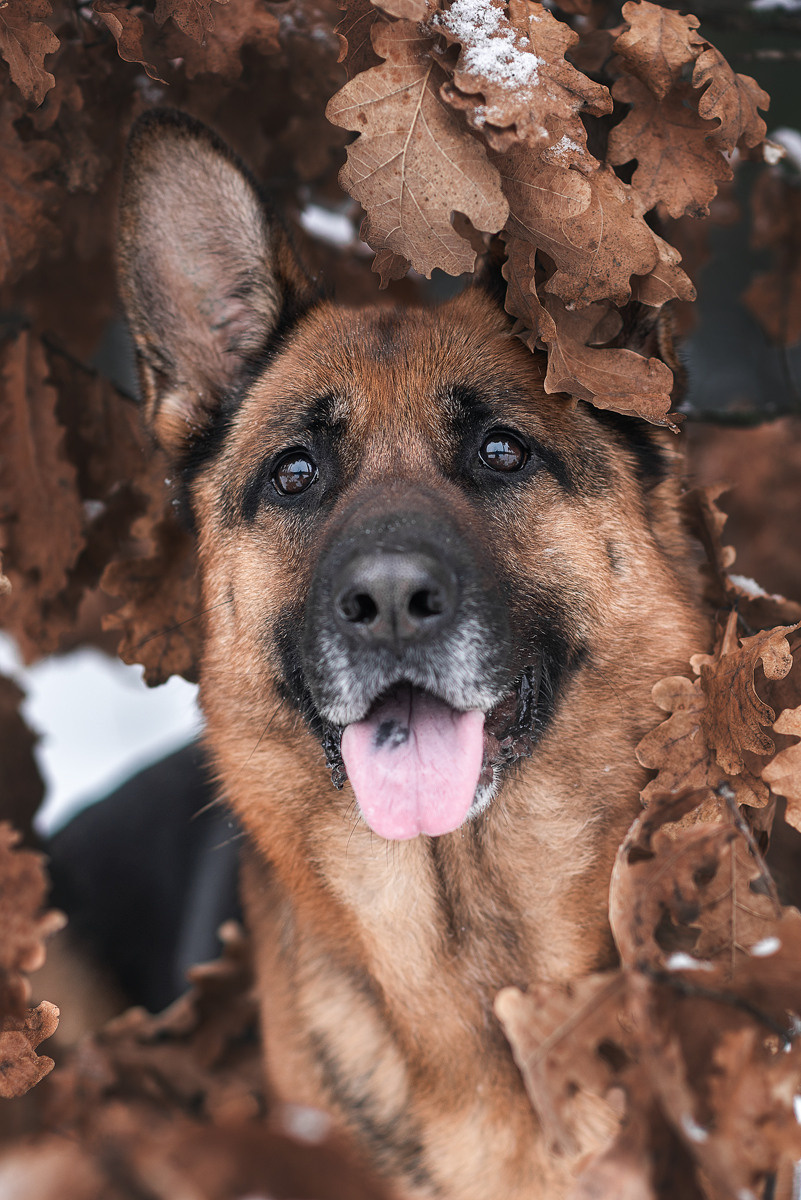 Овчарка, собака, зима, фотография, порода. Фотограф-анималист Крутиков Евгений