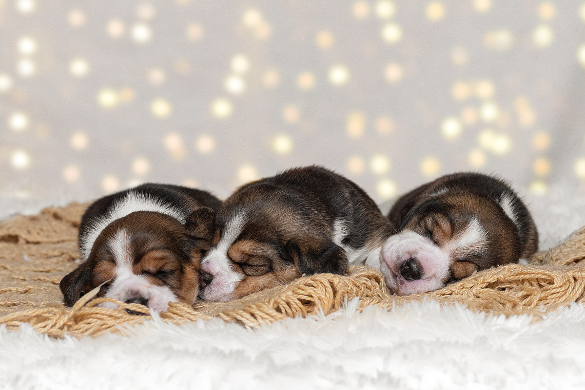Бигль, собака, щенок, щенки, фотография. Фотограф-анималист Крутиков Евгений