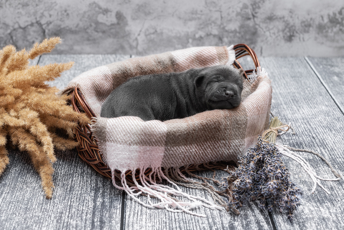 Фотограф-анималист Крутиков Евгений