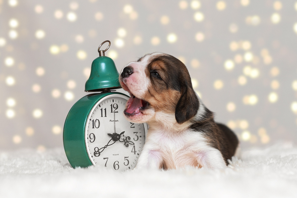 Бигль, собака, щенок, щенки, фотография. Фотограф-анималист Крутиков Евгений