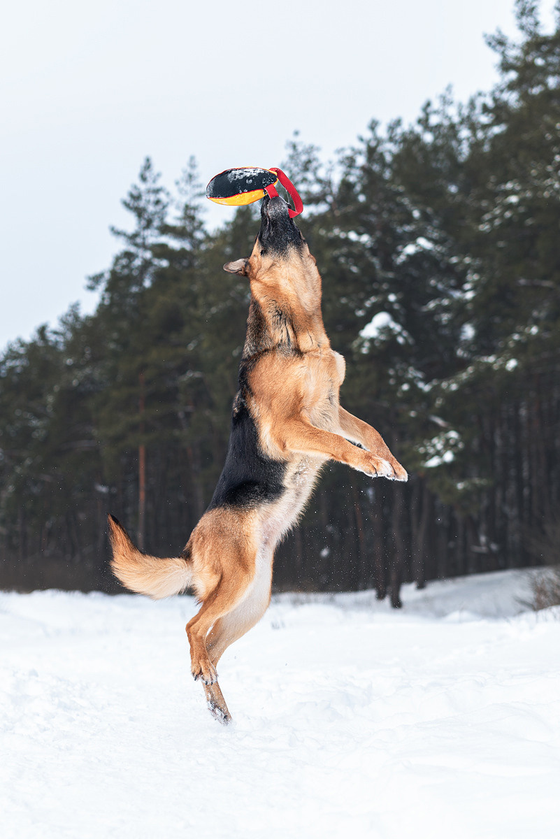 Овчарка, собака, зима, фотография, порода. Фотограф-анималист Крутиков Евгений