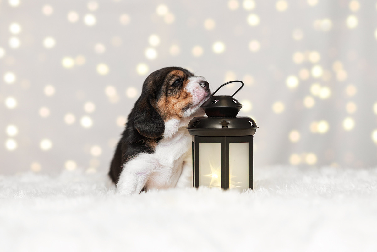 Бигль, собака, щенок, щенки, фотография. Фотограф-анималист Крутиков Евгений