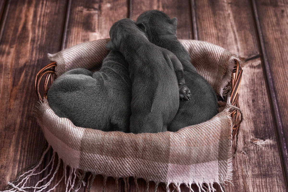 Щенки, милота, собака, собаки, фотография. Фотограф-анималист Крутиков Евгений