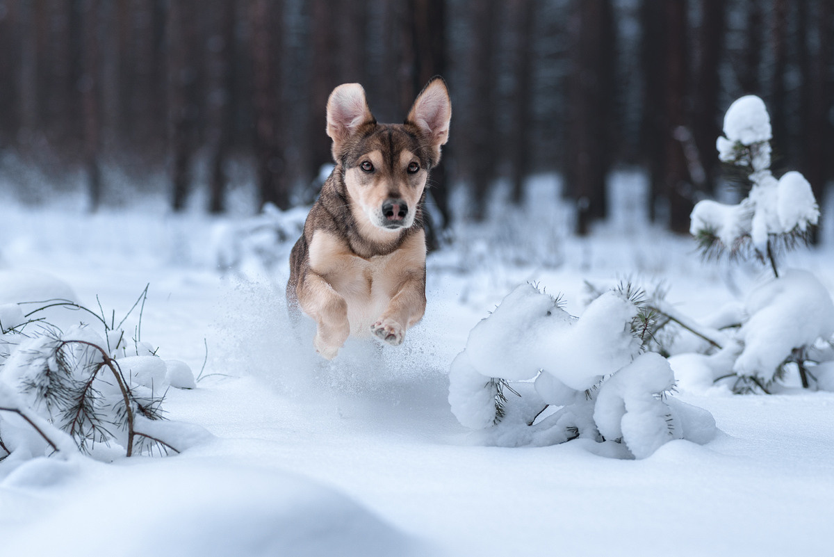 Метис, собака, дворняга, фотография, милота. Фотограф-анималист Крутиков Евгений