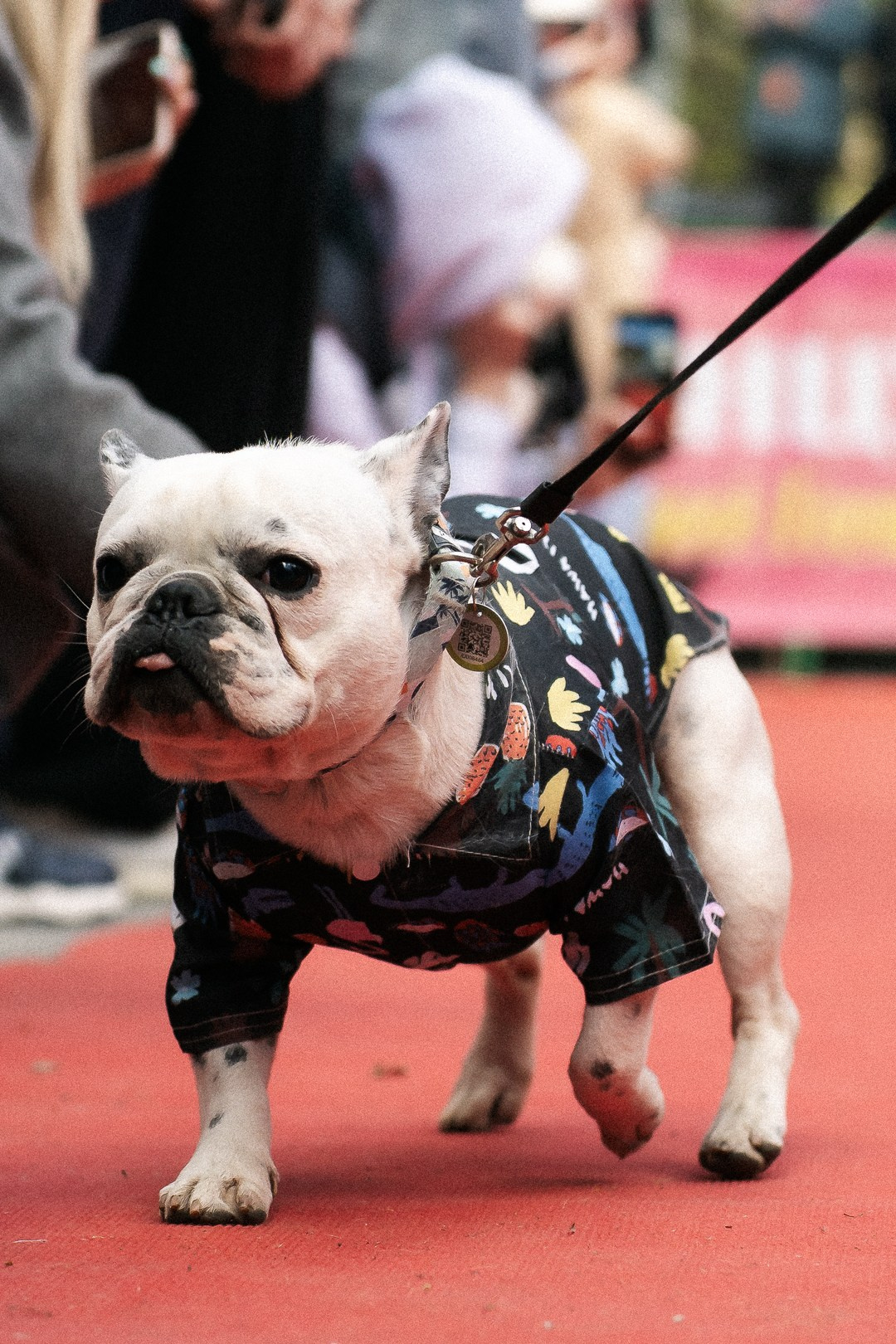 Парад Бульдогов. Axenov_eugene