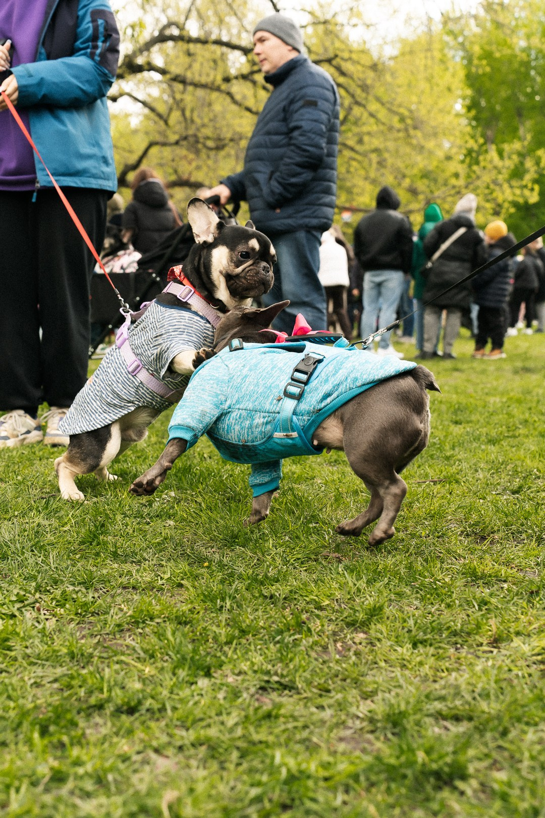 Парад Бульдогов. Axenov_eugene