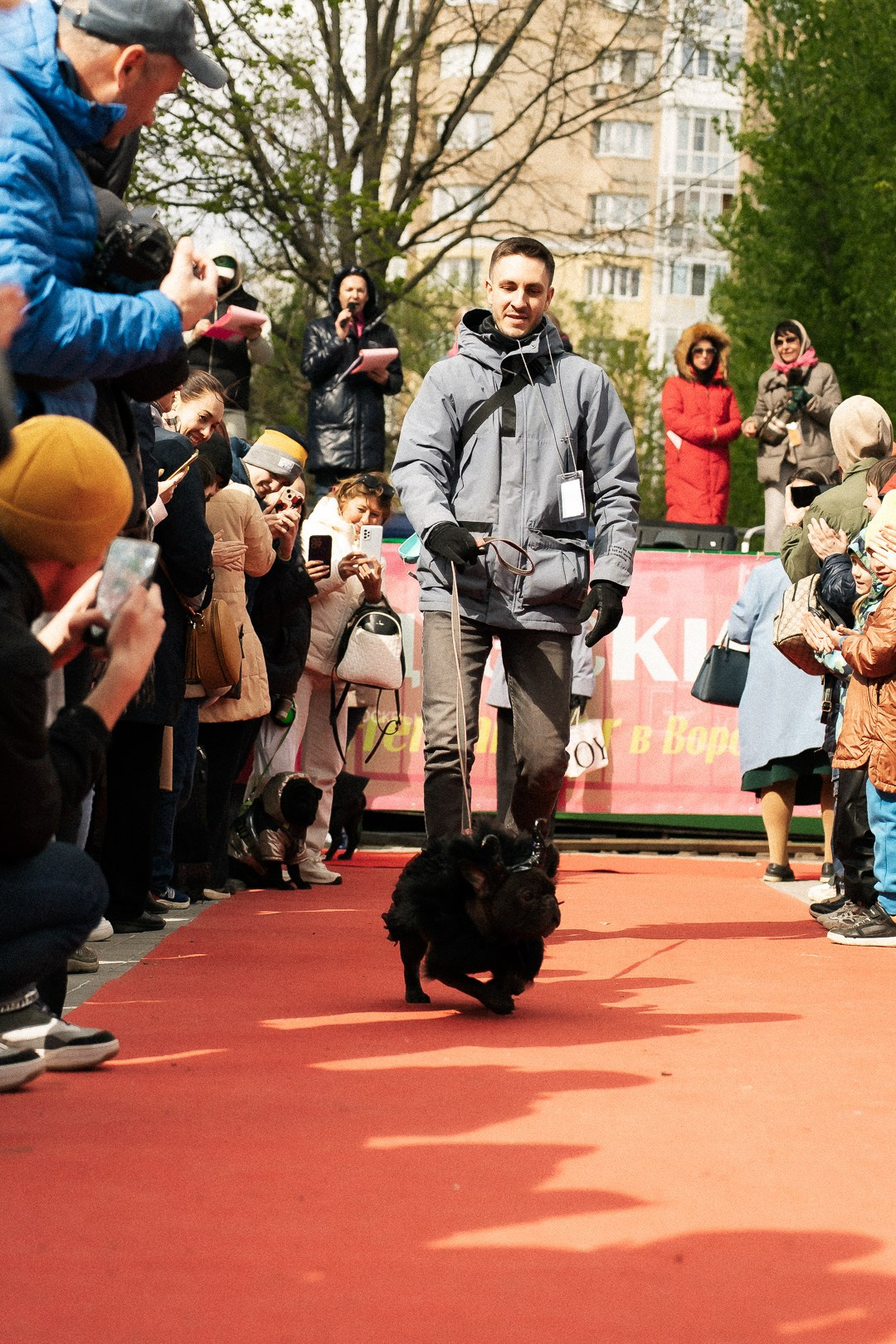 Парад Бульдогов. Axenov_eugene